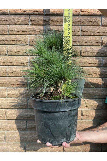 Сосна шверина Витхорст - 3л/вис.25-30см/Ø15-20см